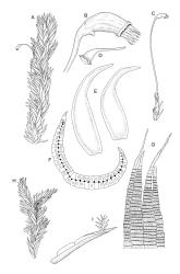 Image: R.C. Wagstaff © Landcare Research 2020 CC BY 4.0